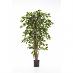 Ficus Liana 120cm Groen